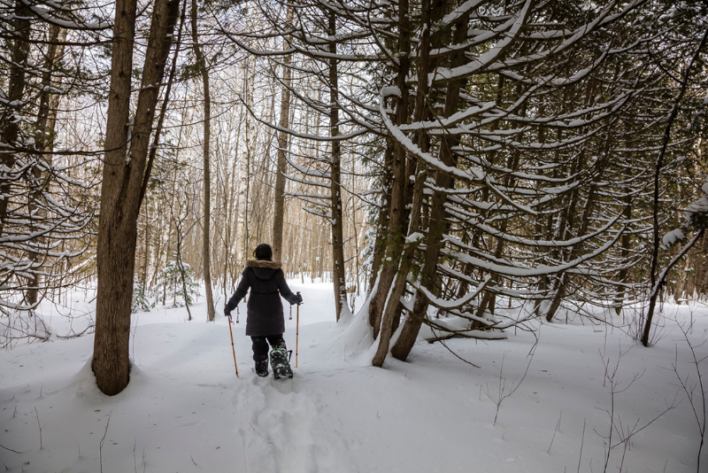 Snowshoeing at Wye Marsh